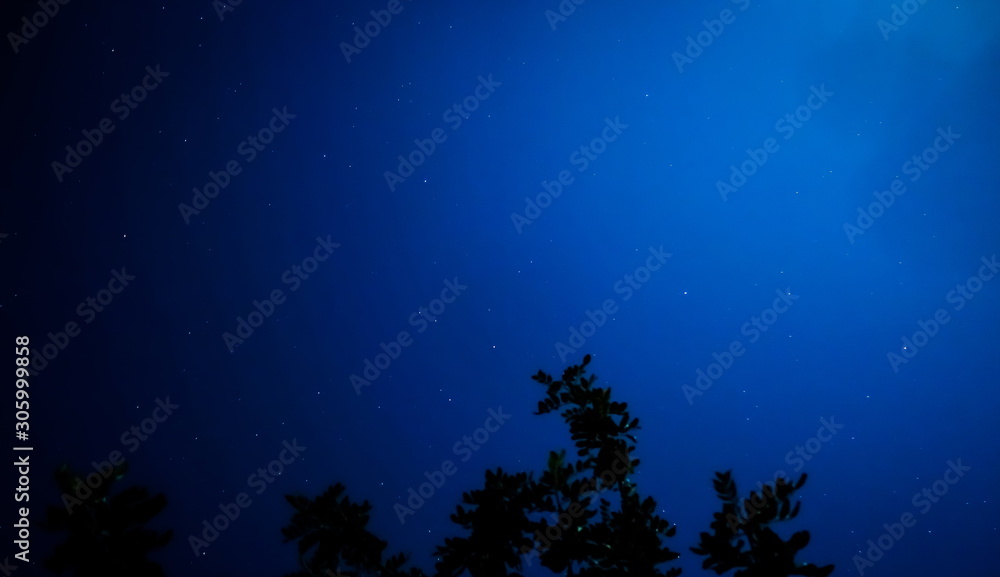 Night sky over tree branches. The photo was taken with the lens pointing up.