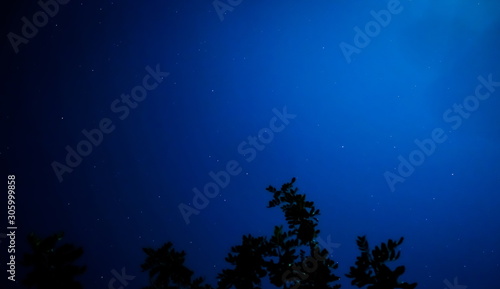 Night sky over tree branches. The photo was taken with the lens pointing up.