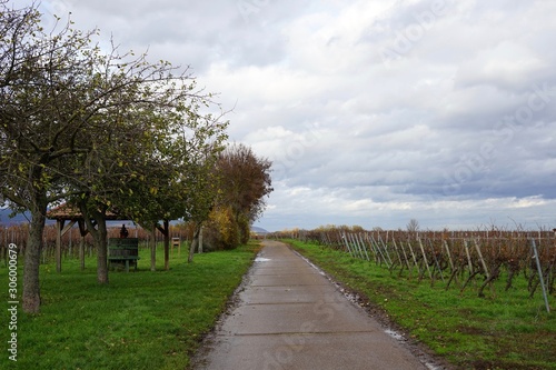 Wanderweg in den Weinbergen bei Kirrweiler in der Pfalz