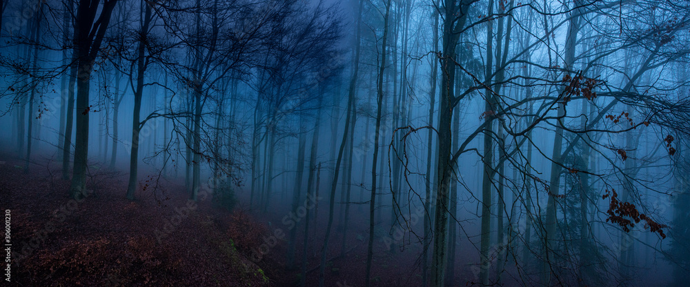 an old foggy forest - autumn an old foggy forest - autumn