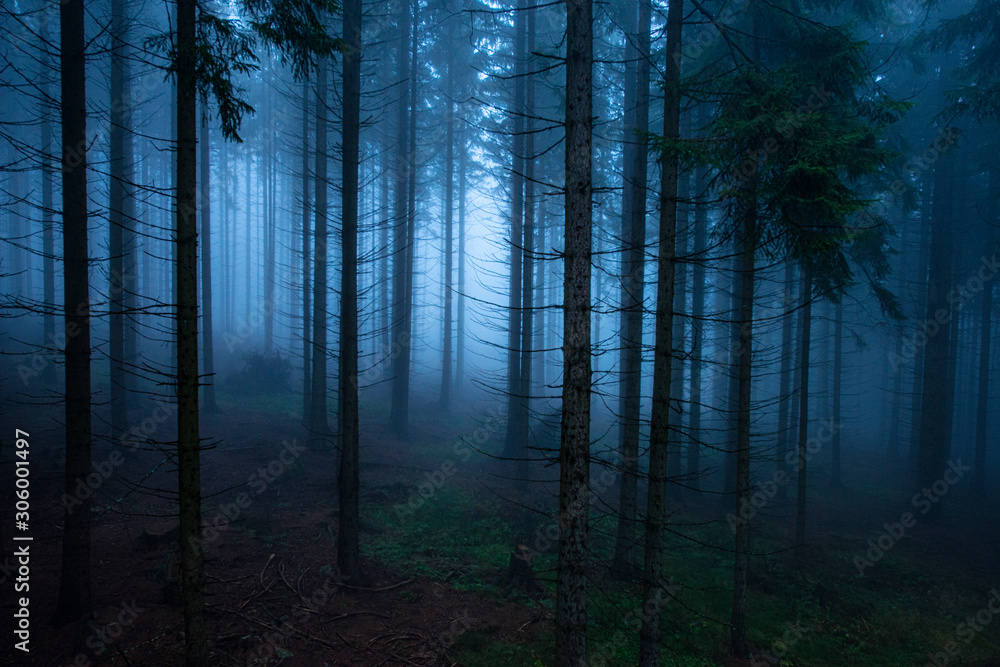 Fototapeta stary mglisty las - jesień