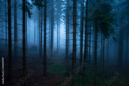 an old foggy forest - autumn