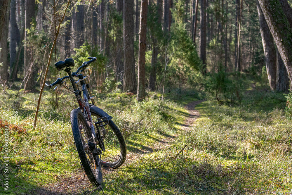 bicycle standing on the forest path bicycle standing on the forest path