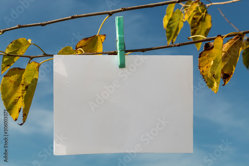 Blank Paper Hanged on Tree Branch Using Clothespin