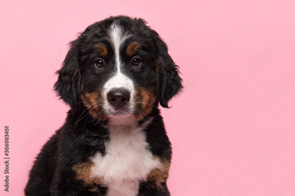 Portrait of a bernese mountain dog puppy looking at the camera on a pink background