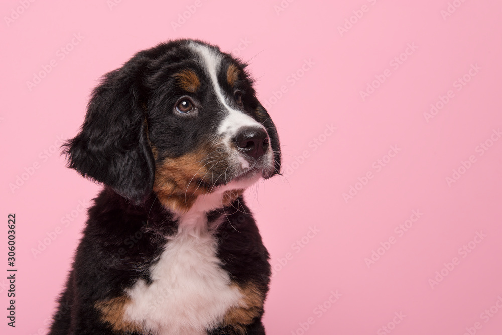 Portrait of a bernese mountain dog puppy looking up on a pink background