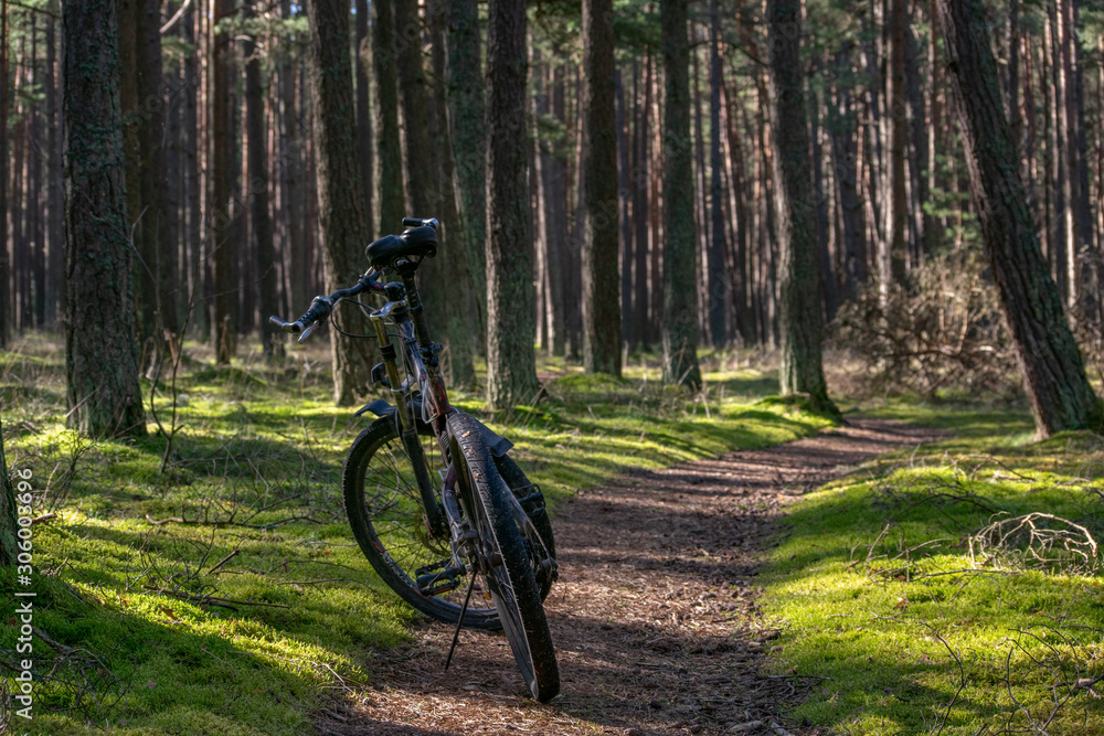 bicycle standing on the forest path bicycle standing on the forest path