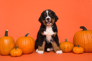 Cute Bernese mountain dog puppy sitting between orange pumpkins on an orange background