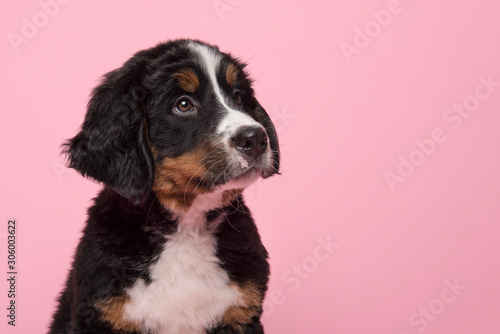 Portrait of a bernese mountain dog puppy looking up on a pink background