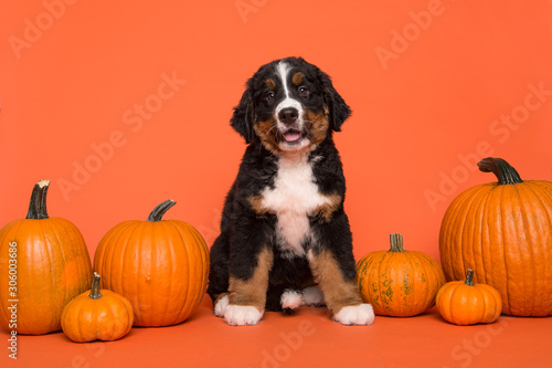 Photography Cute Bernese mountain dog puppy sitting between orange pumpkins on an orange bac