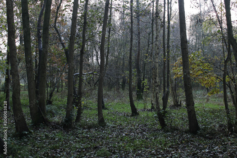Fototapeta premium forest in autumn