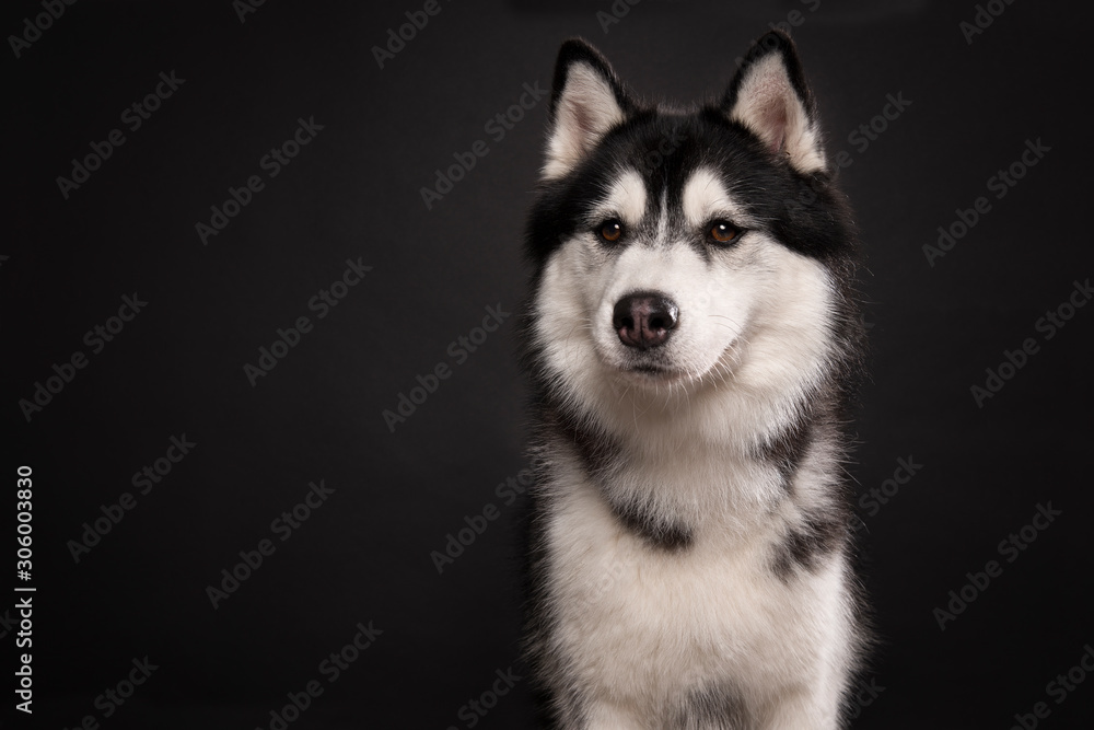 Portrait of a siberain husky dog on a black background