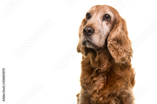Fotografía Portrait of a senior Cocker Spaniel dog glancing away isolated on a white backgr