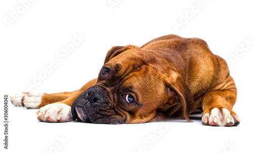 sad dog lies and looks up on isolated on a white background