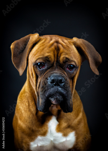 boxer dog looks on a black background