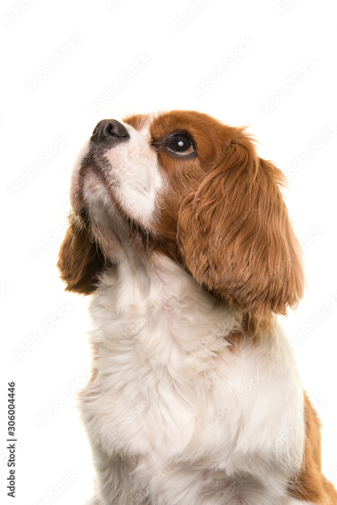 Portrait of a Cavalier King Charles Spaniel dog looking up isolated on a white background in a vertical image