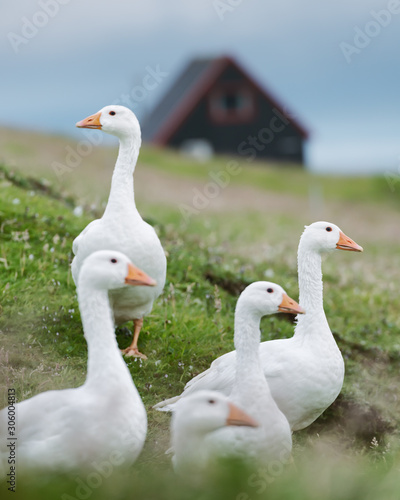 White domestic geese on green grass pasture near tradicional faroese black house. Faroe islands, Denmark