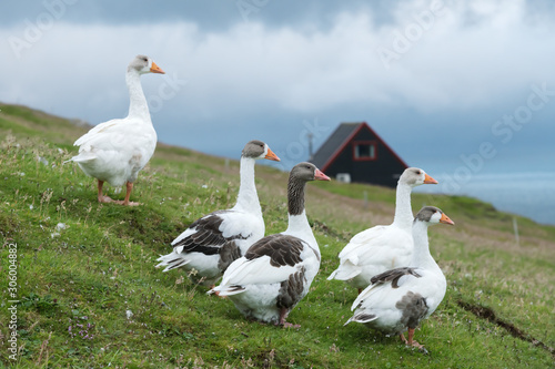 White domestic geese on green grass pasture near tradicional faroese black house. Faroe islands, Denmark