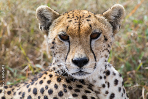 Fototapete Proud cheetah overlooking its neighborhood at Serengeti National Park, Tanzania, Africa