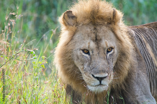 Close-up of a proud male lion king with impressive mane relaxing at Serengeti National Park  Tanzania  Africa.