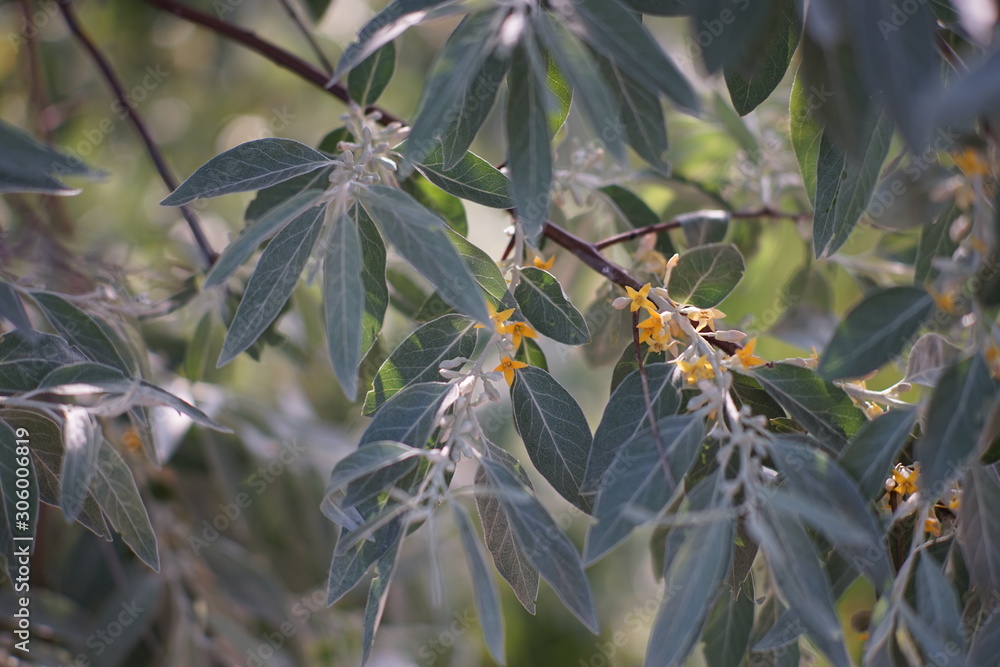 Obraz premium Sea buckthorn flowering in the summer garden, closeup branch with yellow flowers.