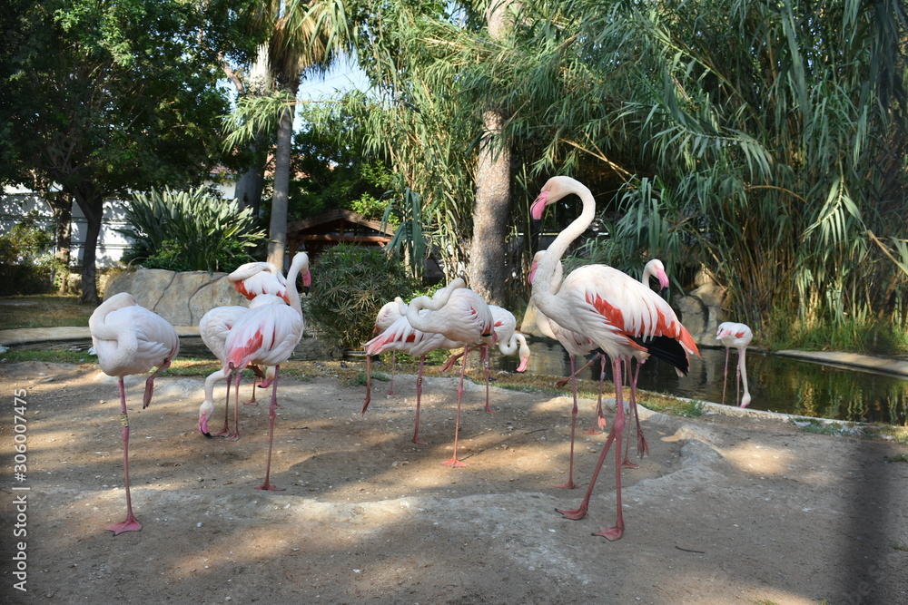group of pink flamingos group of pink flamingos