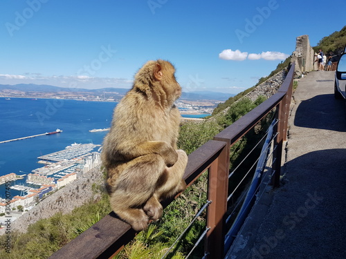 Monkey sitting on a railing in Asia, looking at the sea.