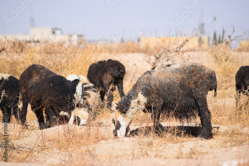 flock of sheep feeding on dry grass dry-land outdoors landscape © shakeelbaloch
