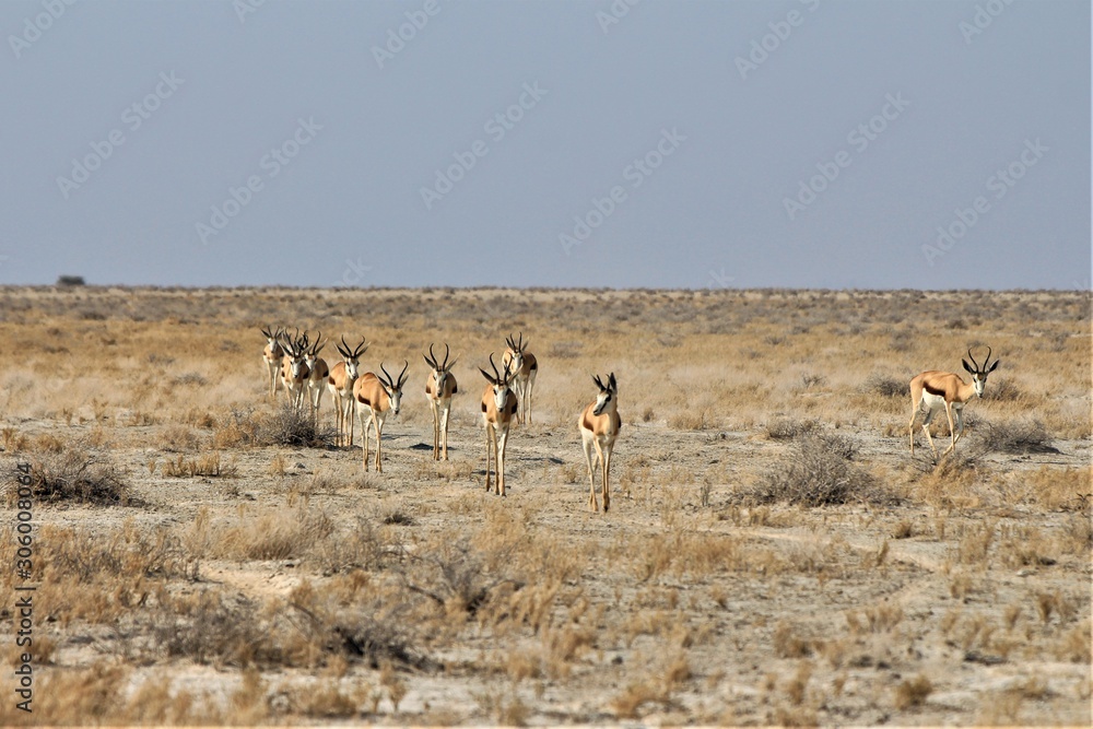 Herd of springboks walking around Etosha Nationalapark, Africa, Namibia Herd of springboks walking around Etosha Nationalapark, Africa, Namibia