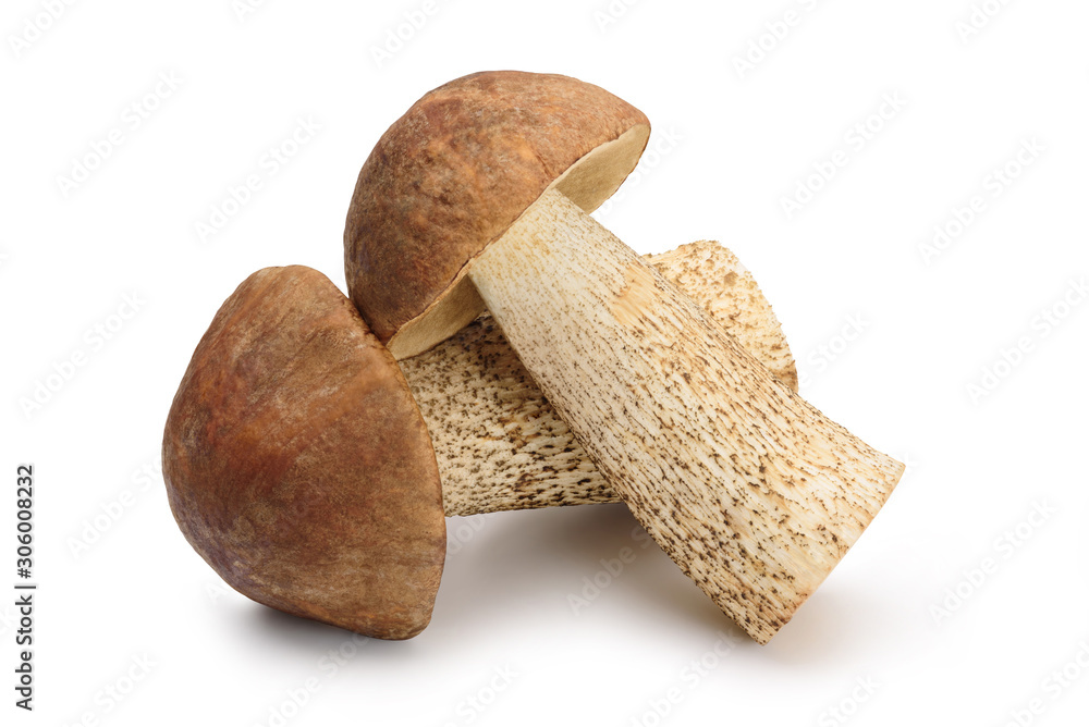 Birch Bolete isolated on white, with clipping path Birch Bolete isolated on white, with clipping path