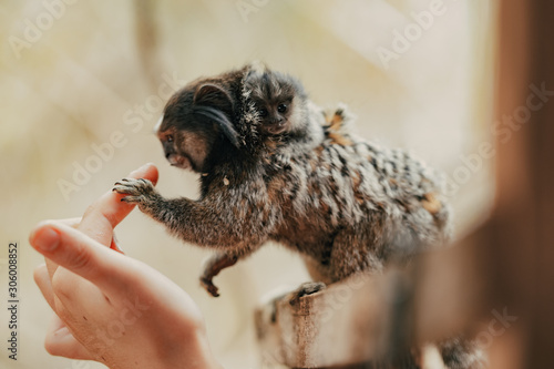 Photography tiny monkey marmoset