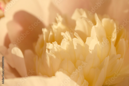 Blurred Nature Background. Abstract Botanical Background. Blurred Cropped Shot Of A Pink Flower. Peony Flower, Close Up. Soft Pattern Of Flower.
