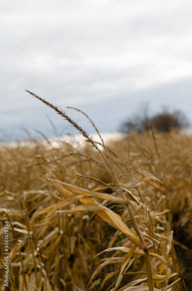 Fototapeta premium landscape images