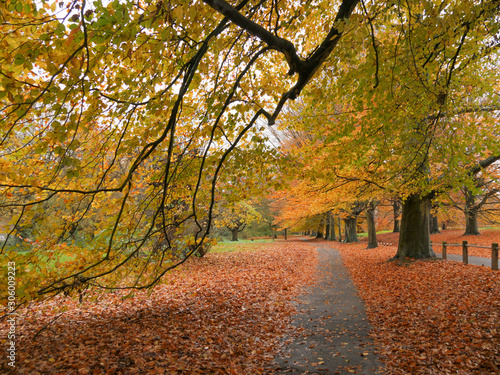 Fototapeta Naklejka Na Ścianę i Meble -  Autumn Colours in the Park