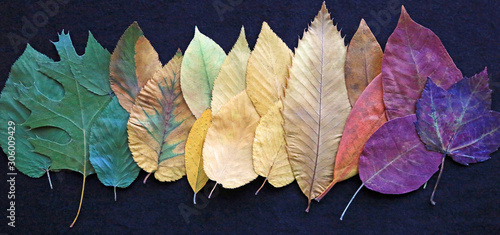 Row of colorful leaves