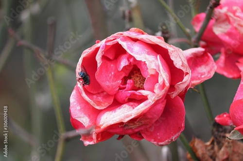 rosa Rose mit Fliege