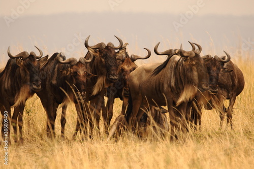 Fototapeta Naklejka Na Ścianę i Meble -  Strength in Unity - Wildebeest In Masai Mara