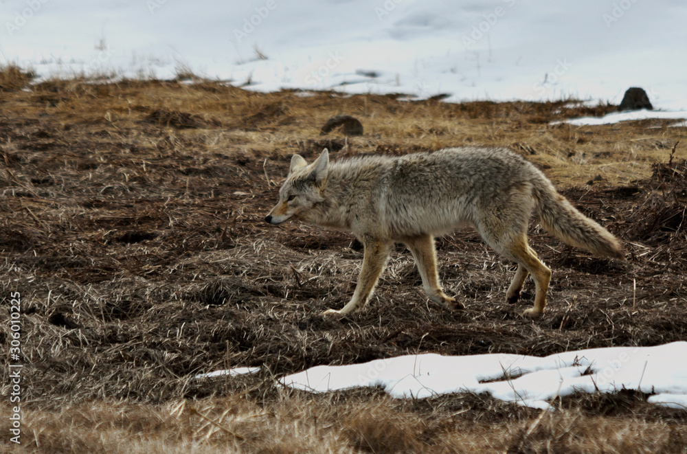 Coyote in Yellowstone National Park trots on ground muddy from melted snow.