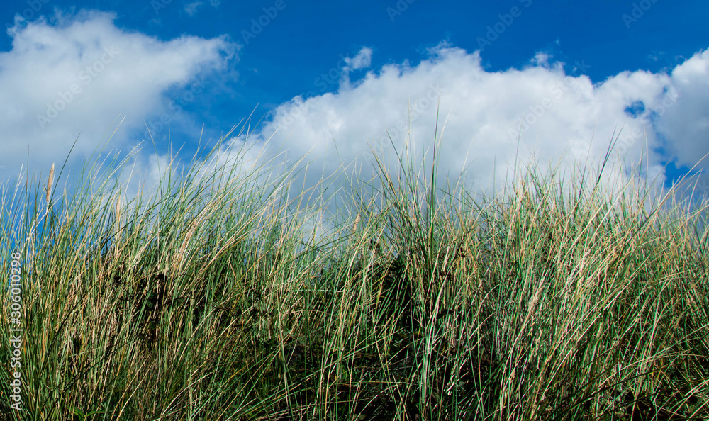 Grass and sky