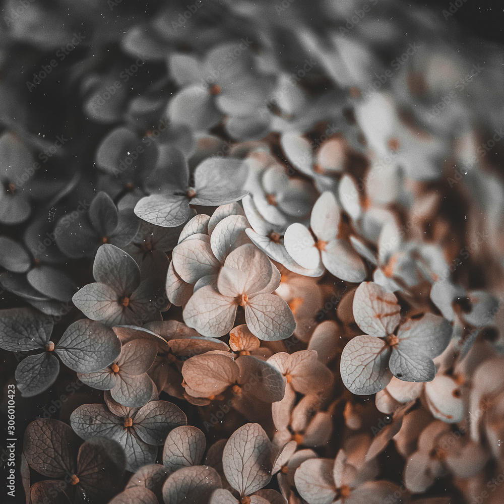 Fototapeta premium Macro Shot of Small Flowers