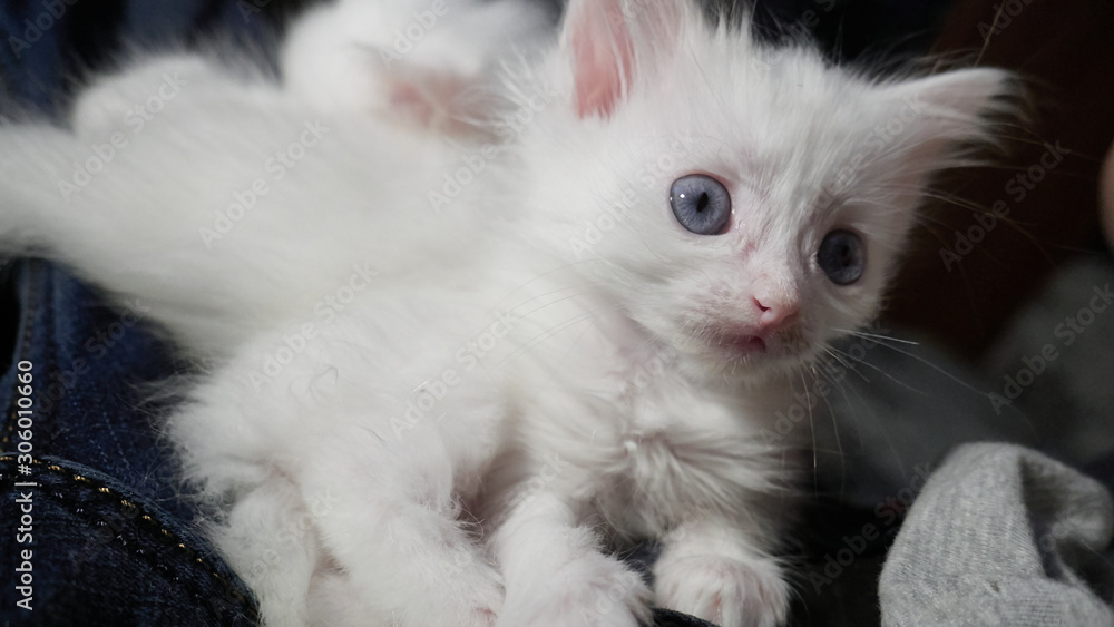 Fototapeta premium White cat with different eyes. Odd-eyed kitten. Cat with 2 different-colored eyes, heterocromatic eyes — Turkish Angora. It is a cat with heterochromia. Cat looking straight, on the grey background
