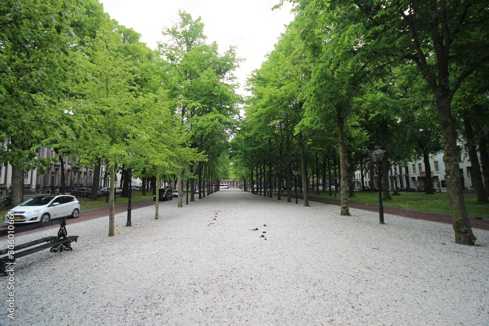 Trees and stones on the innerlane of the royal road Lange Voorhout in The Hague, the Netherlands