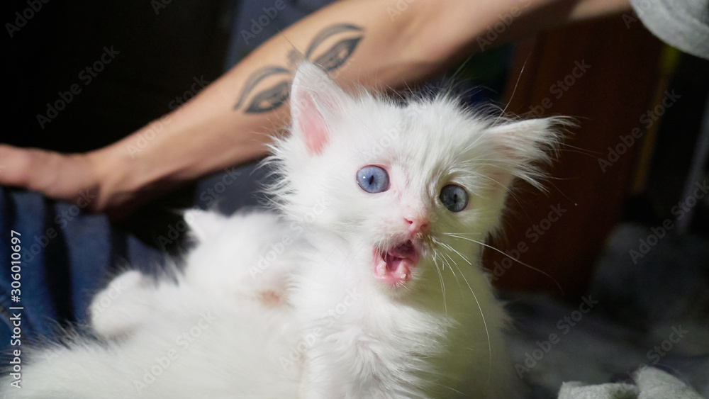 White cat with different eyes. Odd-eyed kitten. Cat with 2 different-colored eyes, heterocromatic eyes — Turkish Angora. It is a cat with heterochromia. Cat looking straight, on the grey background