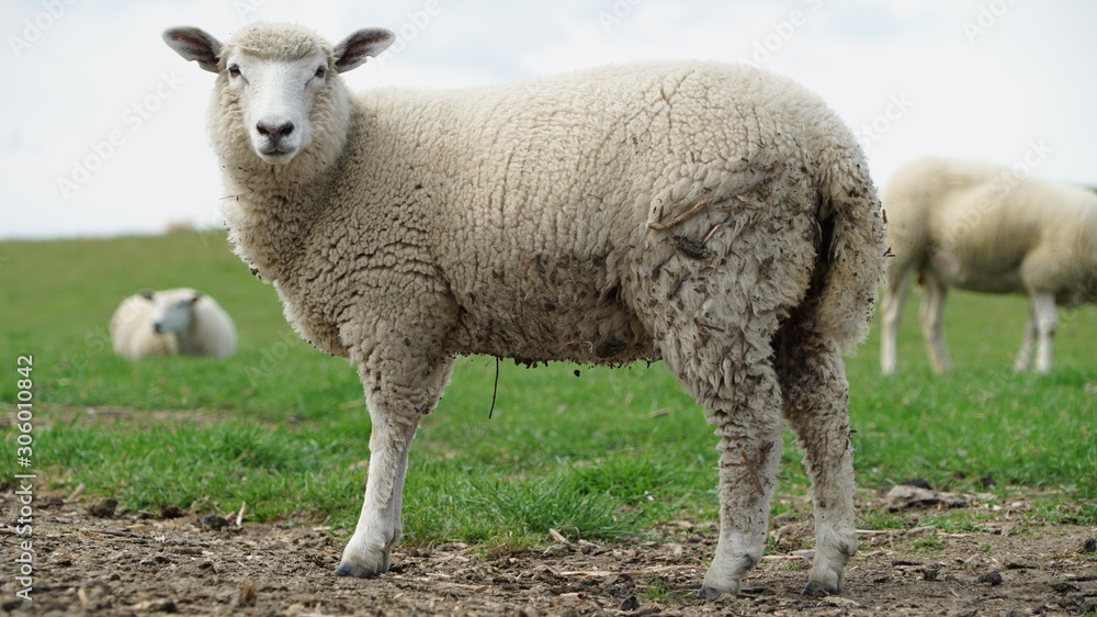 looking white sheep on a nice summerday looking white sheep on a nice summerday