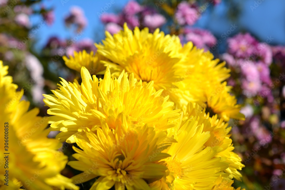 満開の菊の花 黄色い花 秋の花 花畑 花イメージ素材 Stock Photo Adobe Stock