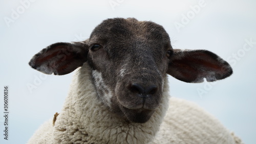 portrait of one black-headed sheep in the summer