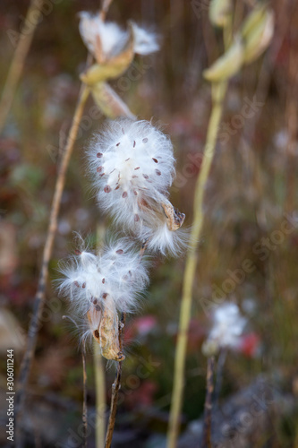 Beautiful wildflower on blurred background. Wildflower  close-up. Airy flower with seeds. Beautiful dandelion style wild flower outdoors.