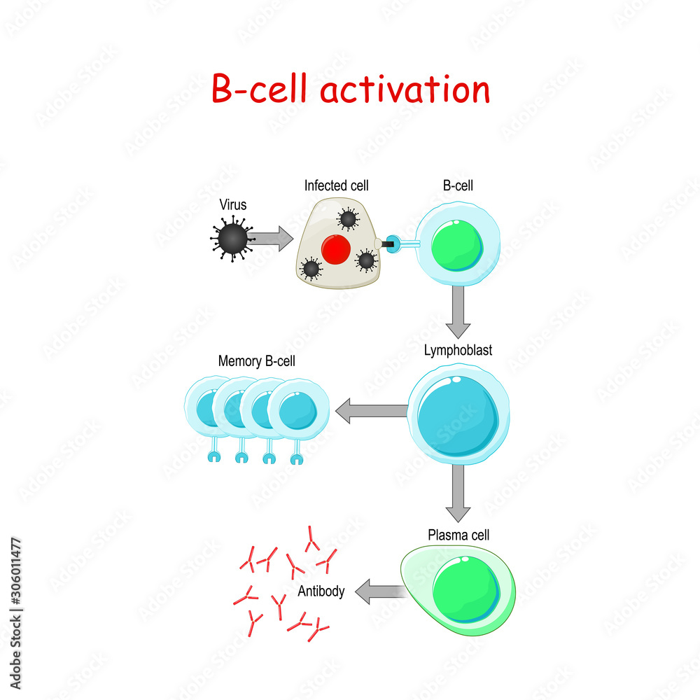 B cells Activation. Bcell lymphocytes Stock Vector Adobe Stock