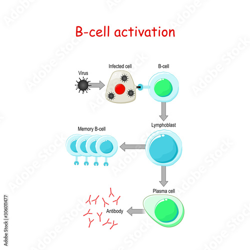B cells Activation. B-cell lymphocytes
