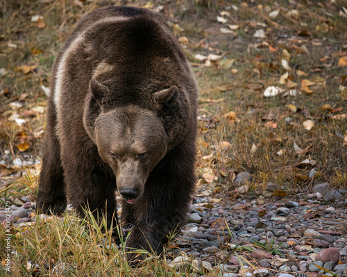Grizzly Bear Bruno in Fall colors in Montana USA